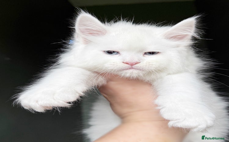 Maine Coon cats - Advert 11
