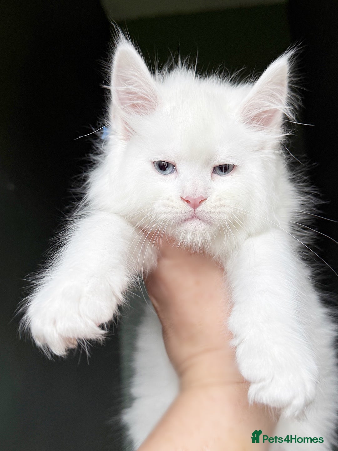 Maine Coon cats for sale: STUNNING LITTER OF ANDERPRIDE MAINE COONS  - Image 1