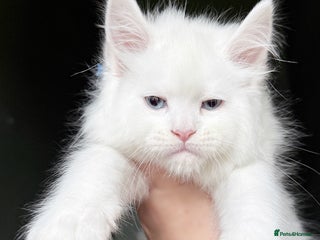 Maine Coon cats - Advert 7