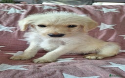 Labradoodle dogs for sale: BEAUTIFUL LABRADOODLE PUPPIES *LAST ONE* * - Image 9