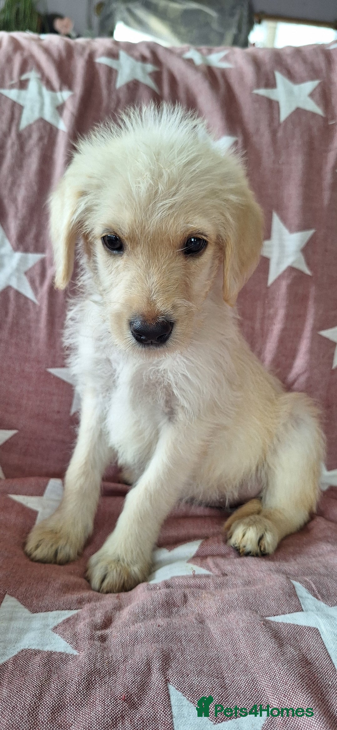 Labradoodle dogs for sale: BEAUTIFUL LABRADOODLE PUPPIES *LAST ONE* * - Image 9