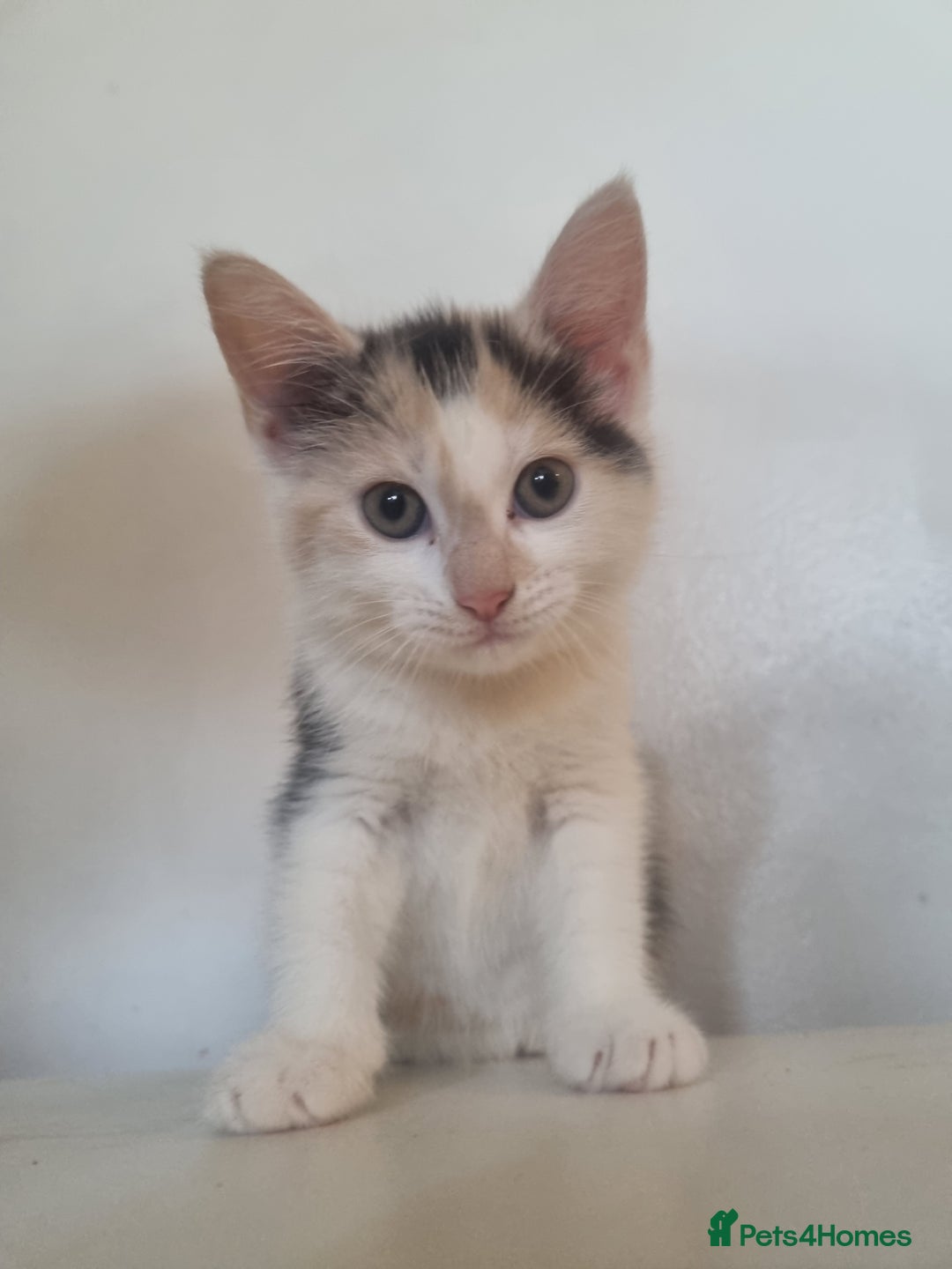 Maine Coon cats for sale: 4 adorable 😍 Mainecoon girls - Advert 19