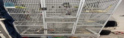 Budgerigars birds for sale: 3 female budgies and cage - Advert 1