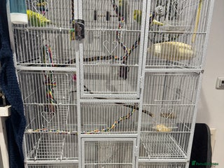 Budgerigars birds 3 female budgies and cage - Advert 5