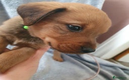 Mixed Breed dogs for sale: Beautiful mixed labrador rottweiler puppies  - Image 13