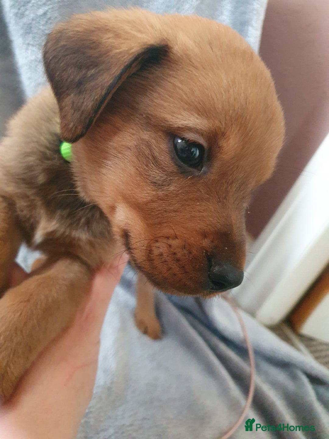 Mixed Breed dogs for sale: Beautiful mixed labrador rottweiler puppies  - Image 13