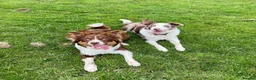 Border Collie dogs for sale: 🐾OUTSTANDING *UNIQUE* BORDER COLLIE PUPPIES🐾 - Advert 32
