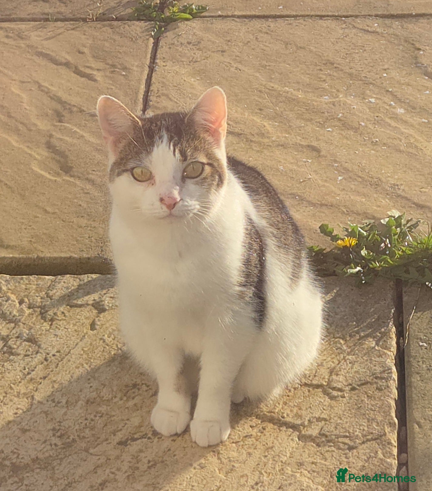 Mixed Breed cats 6 year old female cat looking for a new home - Advert 1