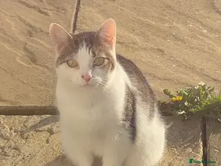 Mixed Breed cats 6 year old female cat looking for a new home - Advert 1