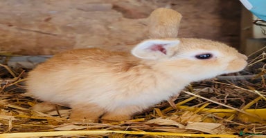Mixed Breed rabbits - Advert 4