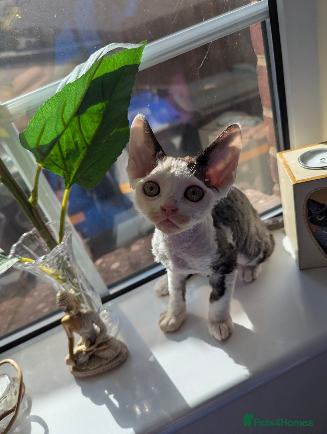 Devon Rex cats for sale: Cuddle bug❤️ Devon Rex boy available now - Advert 4