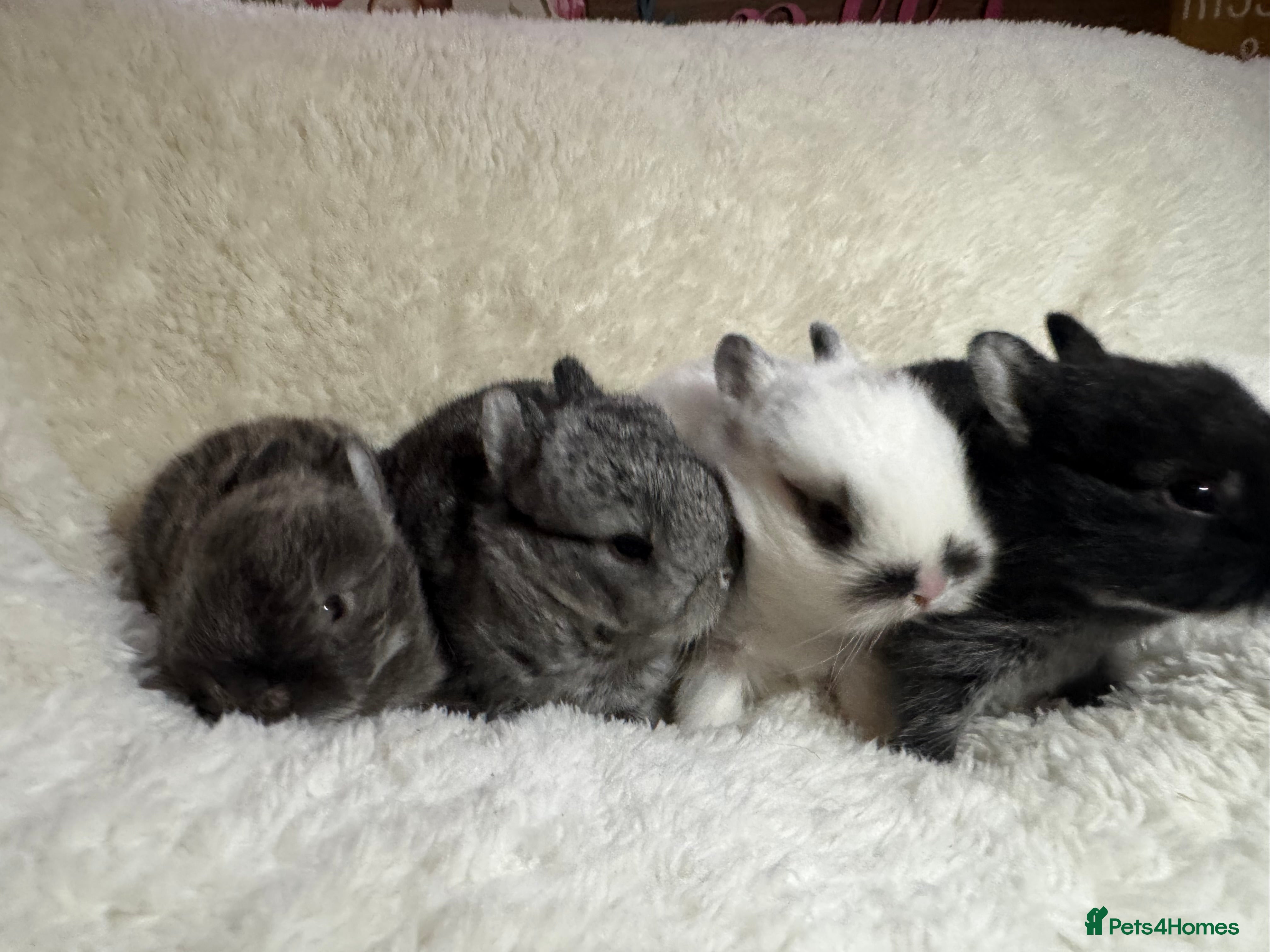 Netherland Dwarf rabbits Pedigree Neverland dwarfs 3 left  - Advert 6