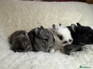 Netherland Dwarf rabbits Pedigree Neverland dwarfs 3 left - Advert 6