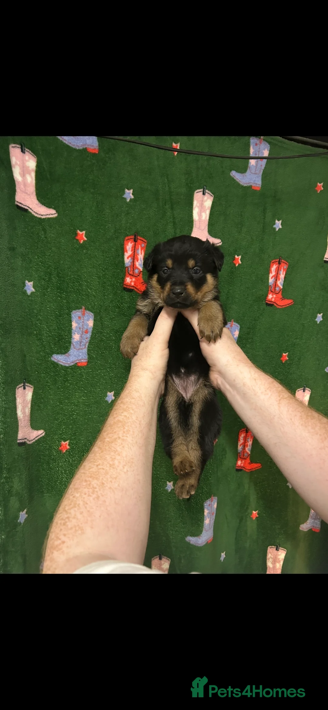 Mixed Breed dogs for sale: Swiss Shepherd Rottweiler  mix breed puppies - Advert 24