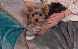 Yorkshire Terrier dogs for sale: Female Yorkshire Terrier  - Image 3