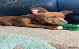 Mixed Breed dogs for sale: Pocket bully - Image 4