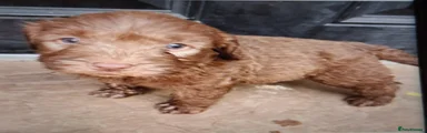 Mixed Breed 2