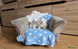 Maltese dogs for sale: KC Korean Maltese Terrier Puppies - Image 17