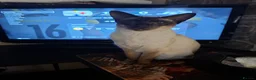 Siamese cats for sale: 8yr Siamese (F) & 7yr Chocolate Oriental (M) - Advert 9