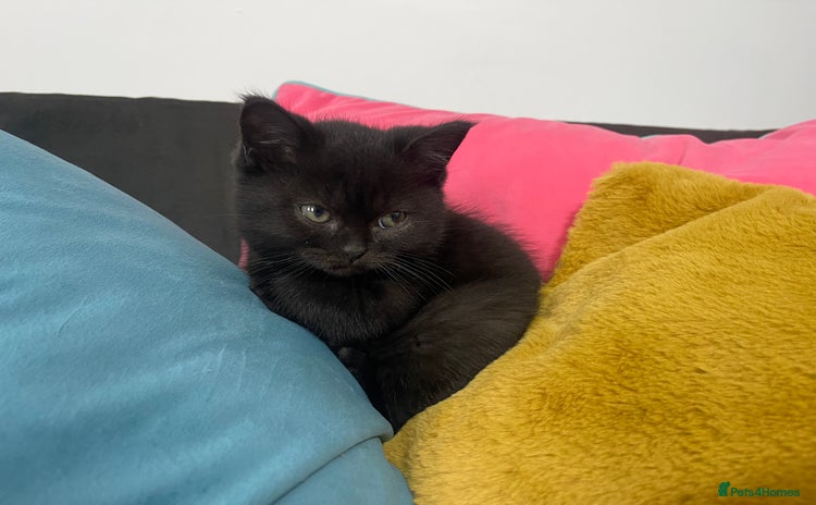 British Shorthair cats - Advert 12