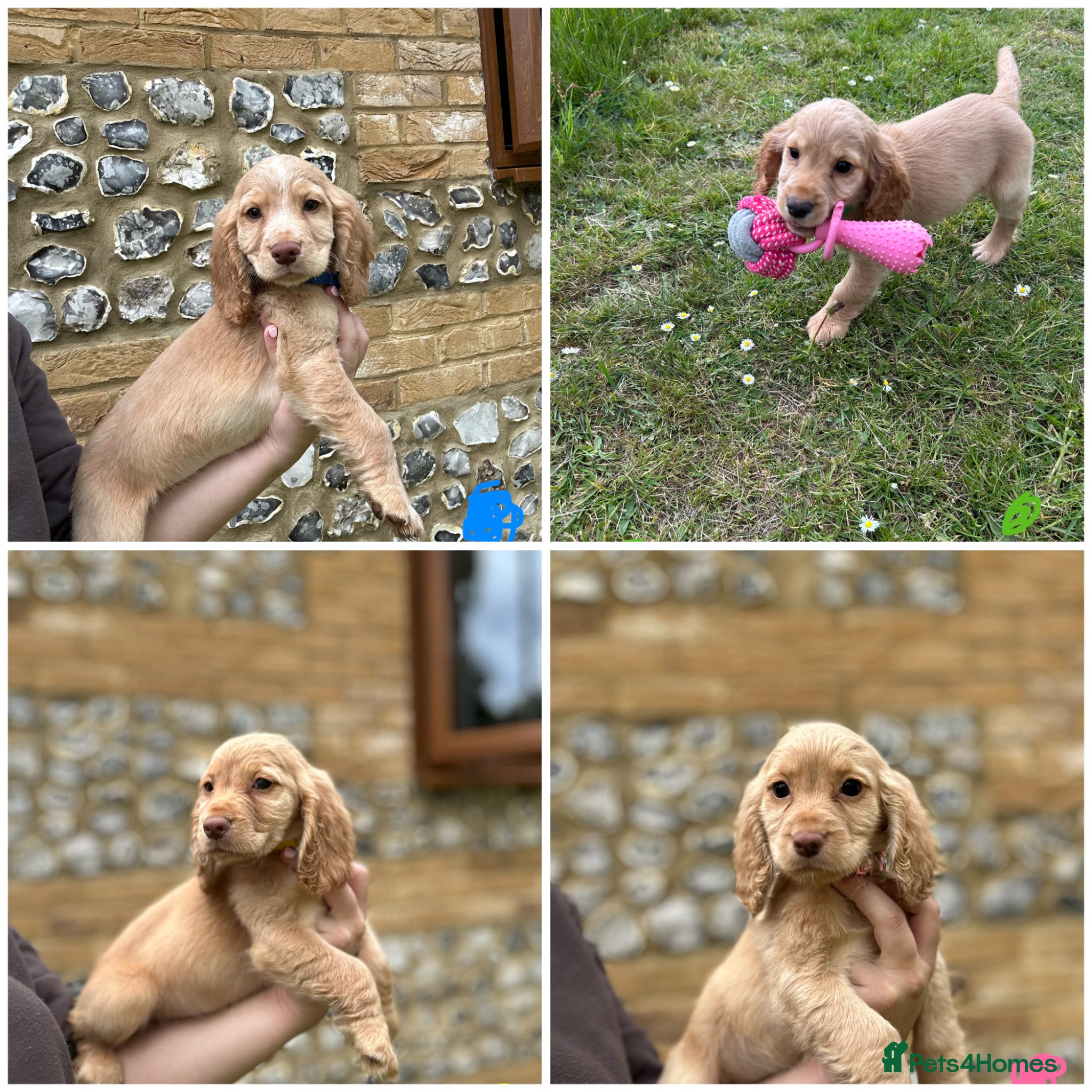Cocker Spaniel dogs Gorgeous KC working type cocker spaniel puppies  - Advert 6