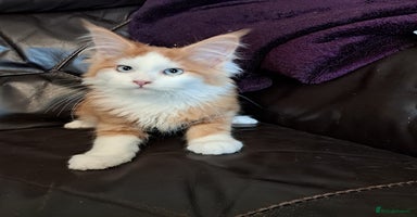 Maine Coon cats - Advert 3