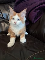 Maine Coon cats - Advert 3