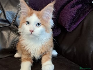 Maine Coon cats - Advert 34