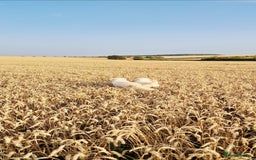 Golden Retriever dogs for sale: Newmiller Retrievers Upcoming Litter Announcement  - Image 10