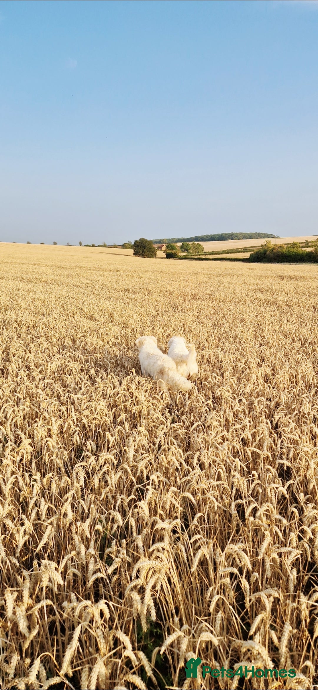 Golden Retriever dogs for sale: Newmiller Retrievers Upcoming Litter Announcement  - Image 10