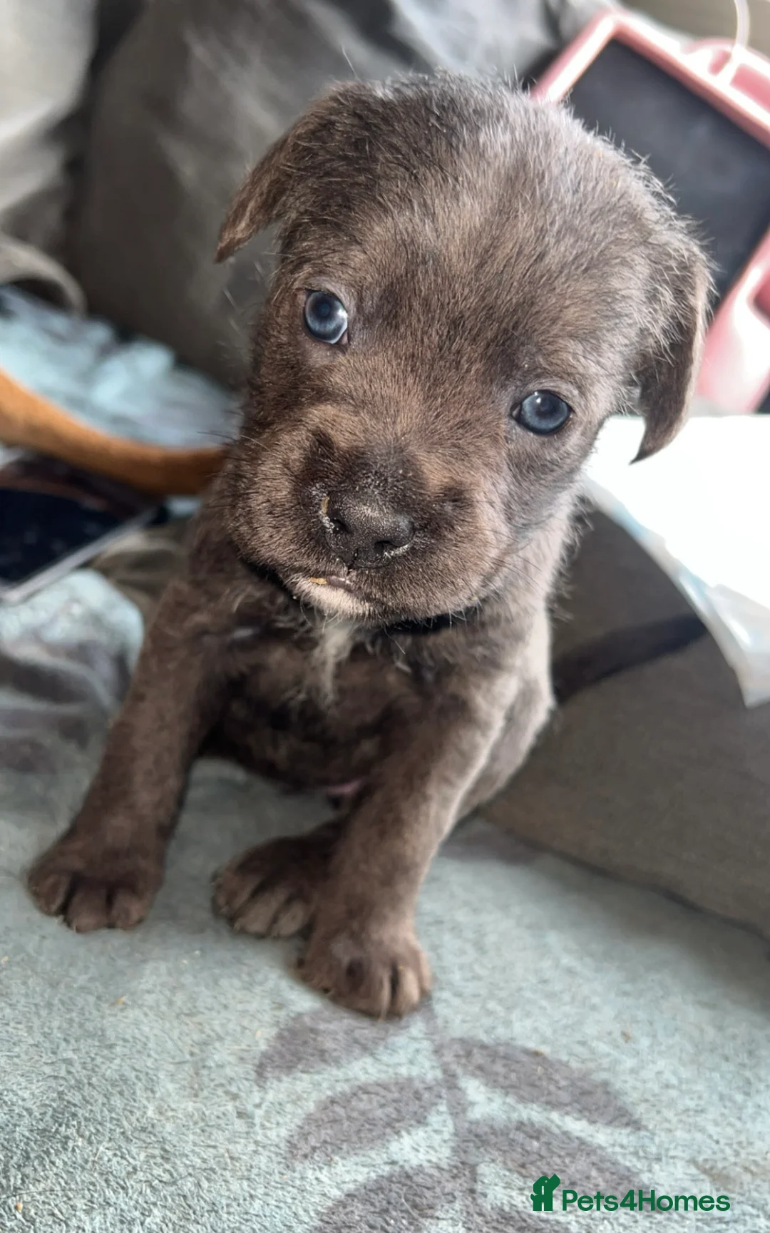 Mixed Breed dogs for sale: Cane Corso puppy - Advert 2
