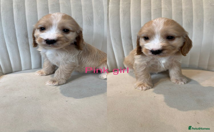 Cockapoo dogs - Advert 4