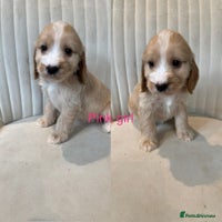 Cockapoo dogs - Advert 15