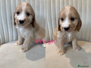 Cockapoo dogs - Advert 17