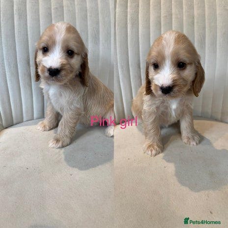 Cockapoo dogs - Advert 4