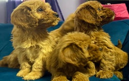 Cavapoo dogs for sale: Ready to go🏡 ONLY girls !  - Image 12