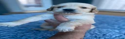 Golden Retriever dogs for sale: KC REGISTERED ®️ 5 STAR ⭐️ GOLDEN RETRIEVER 🐶  - Advert 5