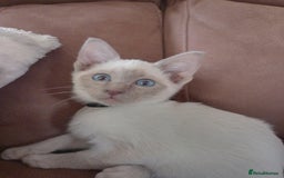 Siamese cats for sale: Beautiful litter of Simease - Image 1