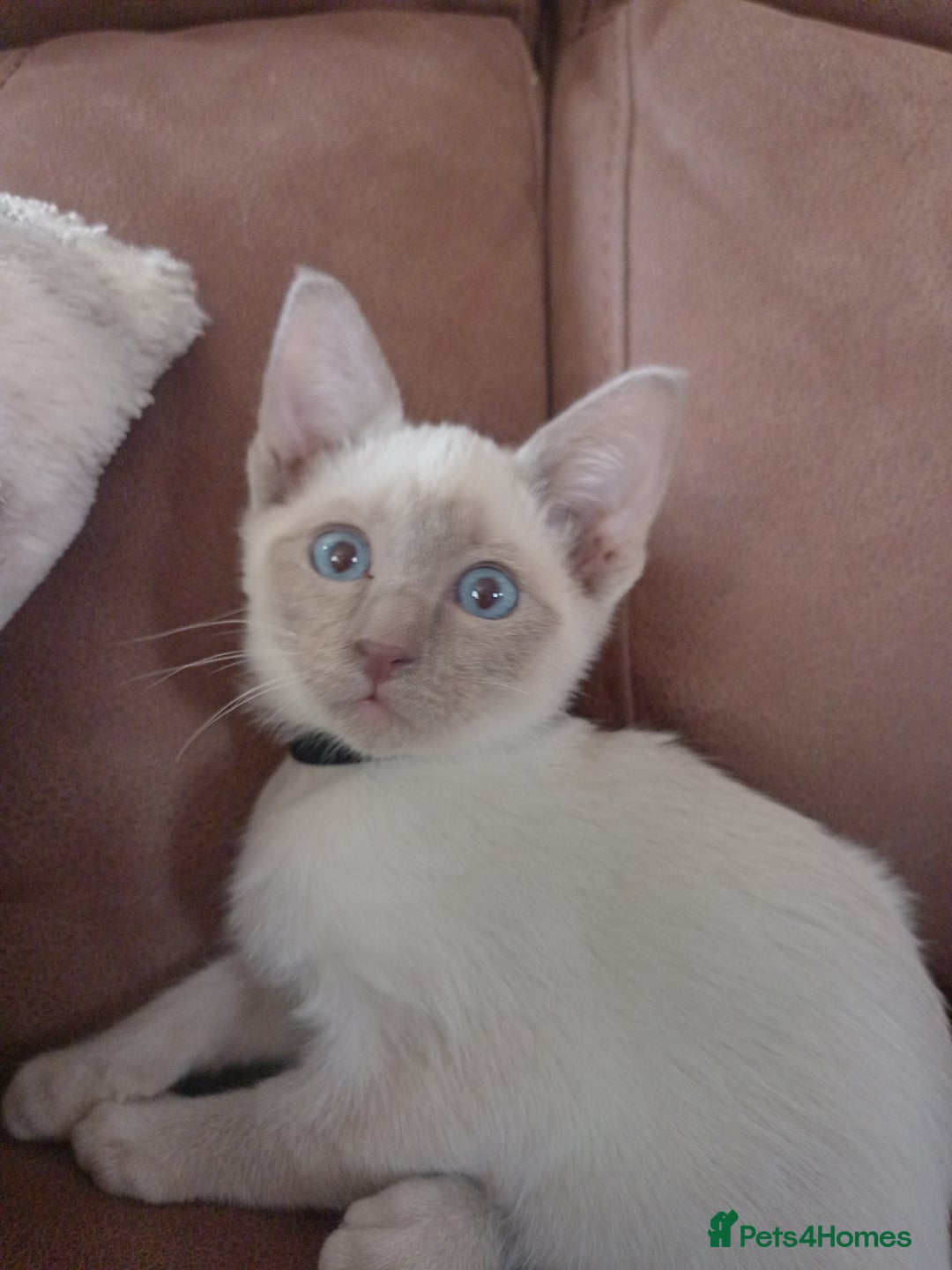 Siamese cats for sale: Beautiful litter of Simease - Image 1