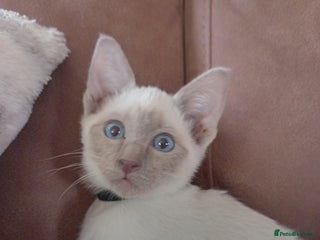 Siamese cats Beautiful litter of Simease - Advert 5