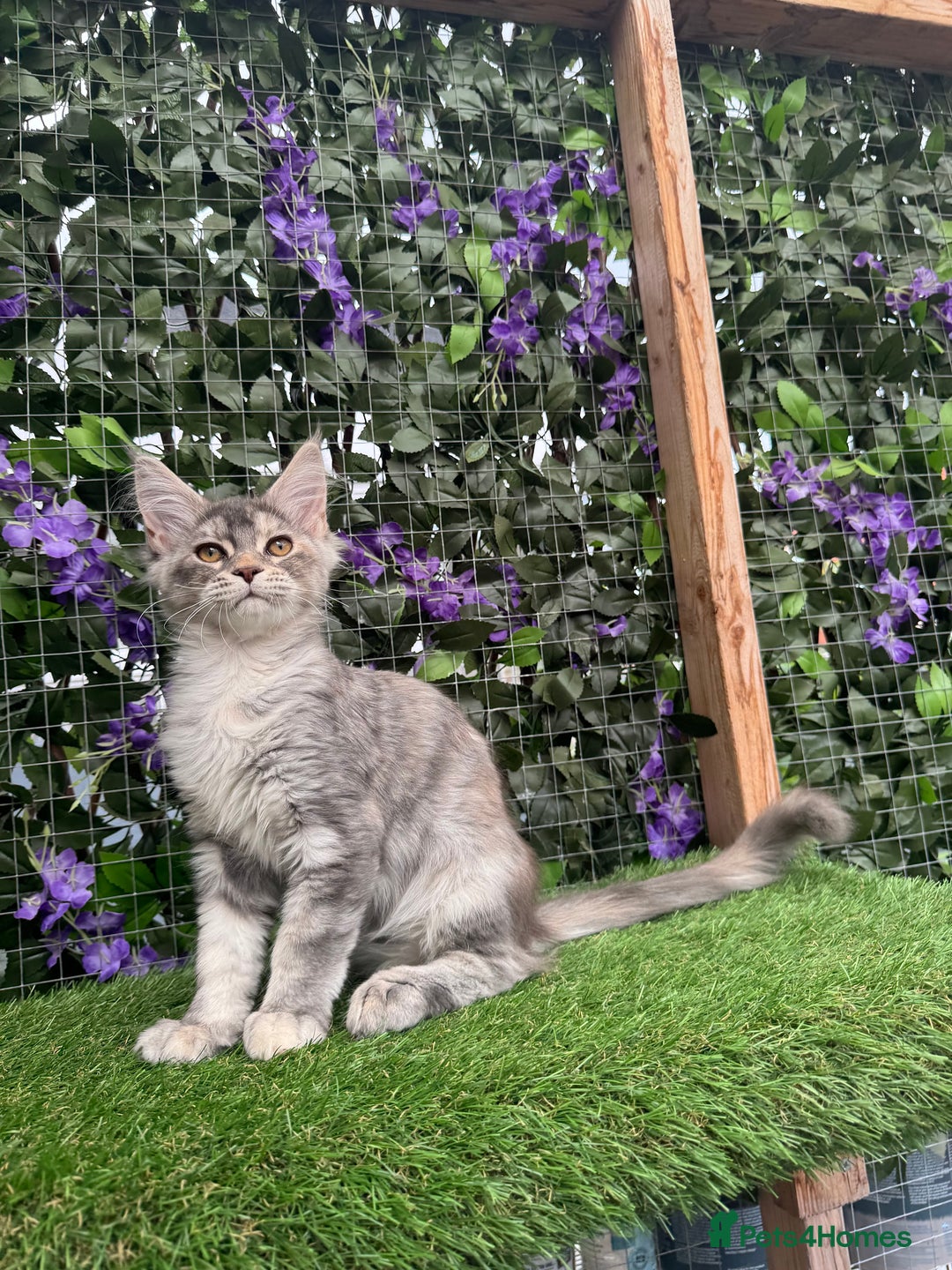 Maine Coon cats for sale: Russian bloodline Maine Coon Kittens 20+Gen! 🏆 - Image 8