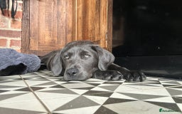 Labrador Retriever dogs for sale: Stunning silver / charcoal puppies - Image 11