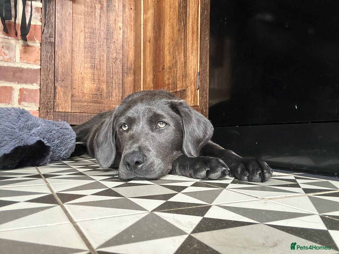 Labrador Retriever dogs for sale: Stunning silver / charcoal puppies - Image 11