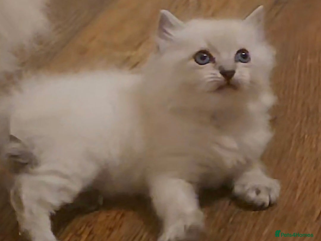 Ragdoll cats for sale: 🤍 Pure Ragdoll Blue Point & Blue Lynx Kittens - Image 3