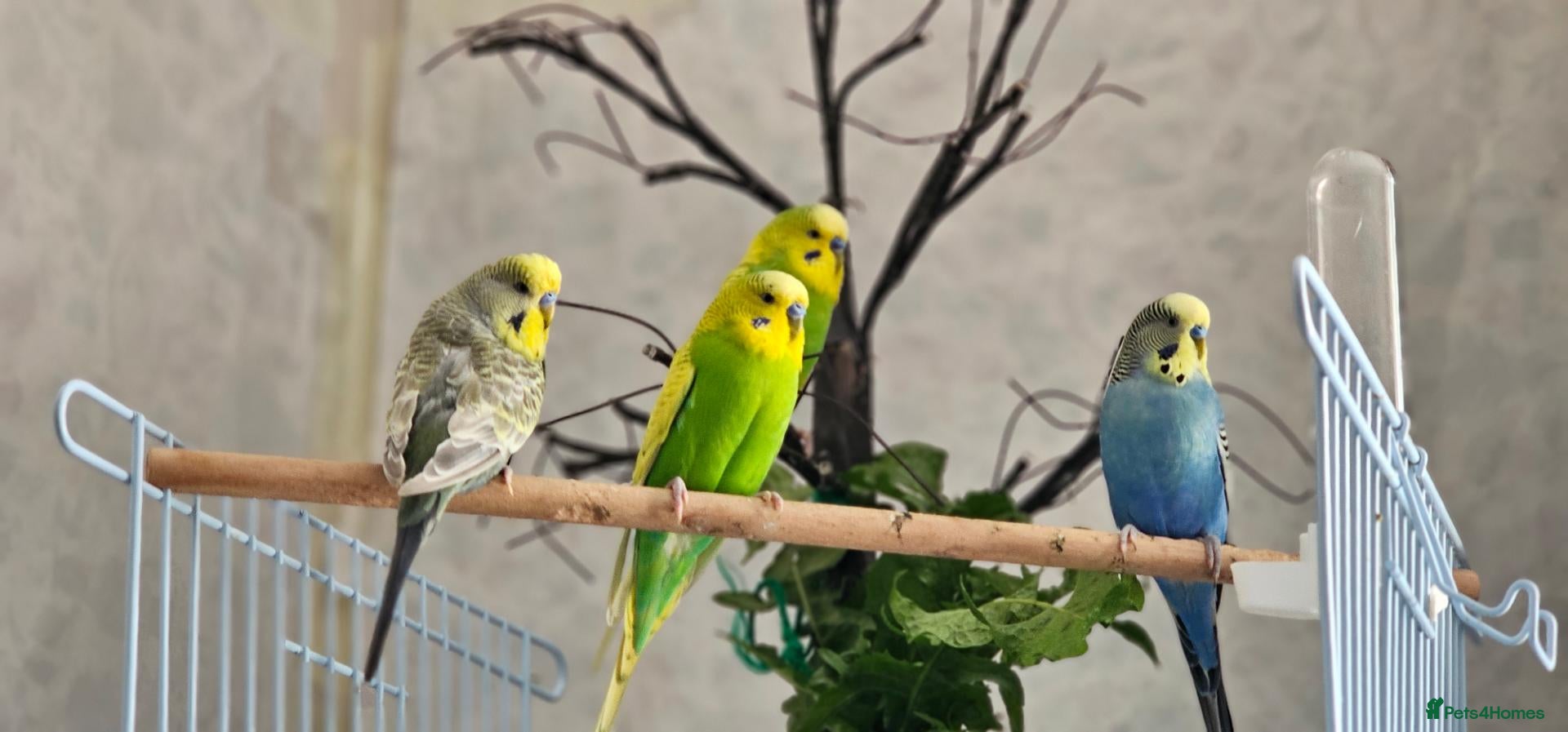 Budgerigars birds Hand Tamed Budgies for Sale-Weston Super Mare - Advert 4