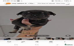 Frug dogs for sale: Beautiful Frug Babies 😍 - Image 8