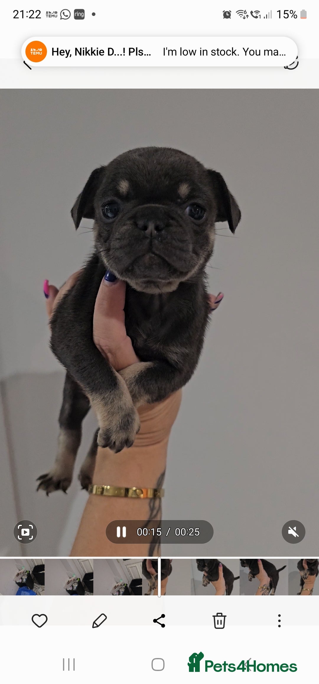 Frug dogs for sale: Beautiful Frug Babies 😍 - Image 8