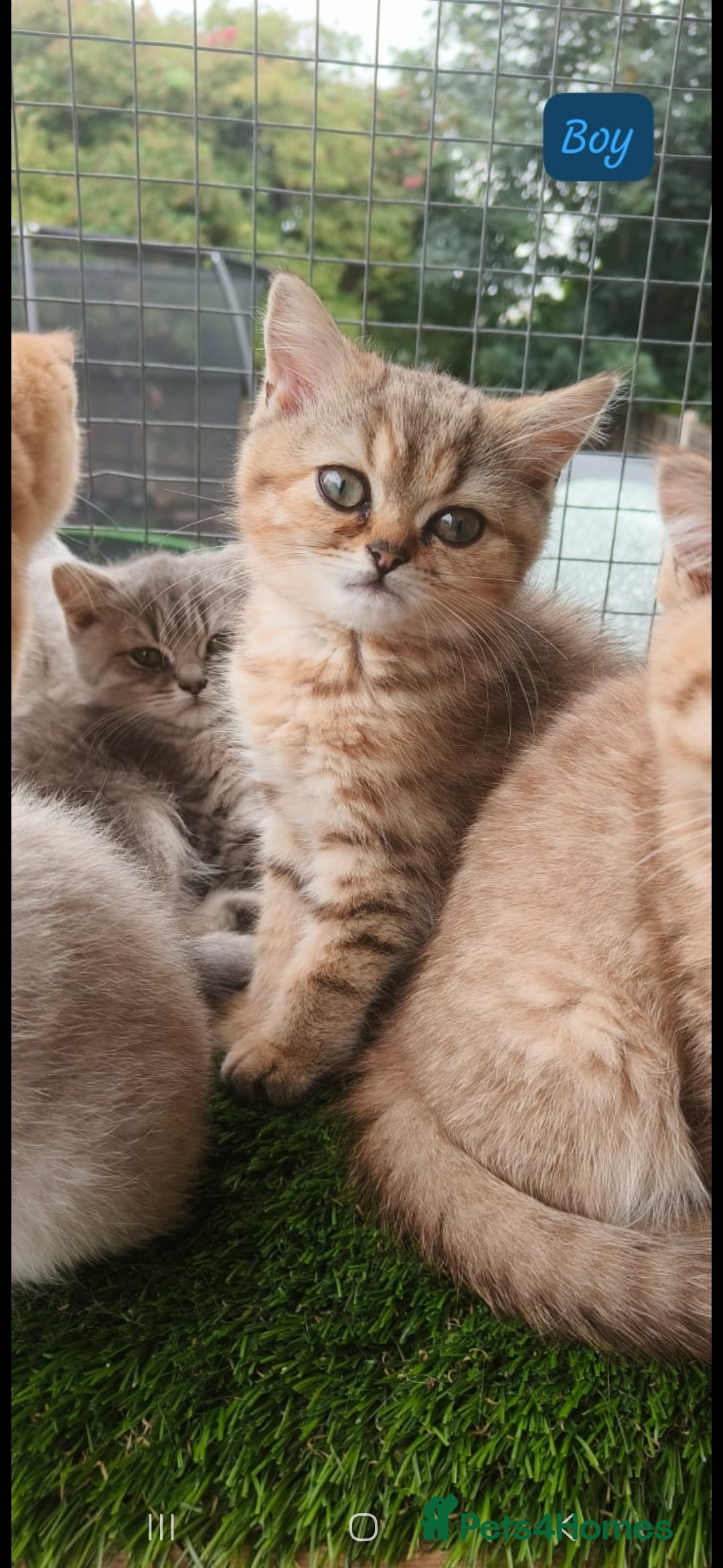 British Shorthair cats for sale: Adorable British Short hair kittens - Image 12