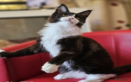Maine Coon cats for sale: Pure breed Maine Coon kittens  in Northampton - Image 7