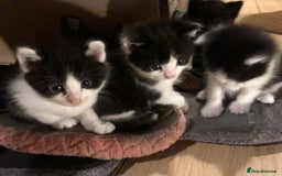 Mixed Breed cats for sale: 5x kittens  - Image 4